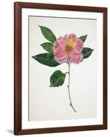 Pressed Camellia I-Annie Warren-Framed Art Print