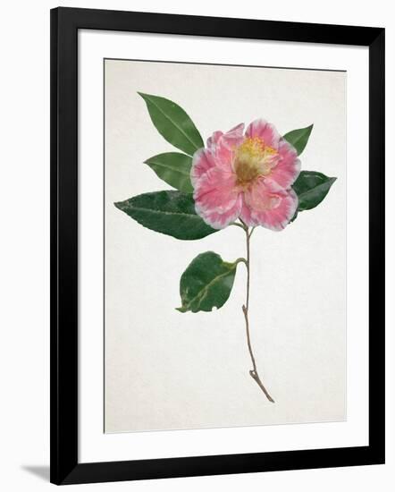 Pressed Camellia I-Annie Warren-Framed Art Print