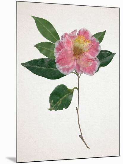 Pressed Camellia I-Annie Warren-Mounted Art Print