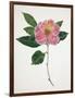 Pressed Camellia I-Annie Warren-Framed Art Print