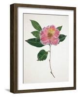 Pressed Camellia I-Annie Warren-Framed Art Print