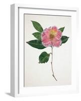 Pressed Camellia I-Annie Warren-Framed Art Print