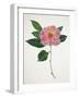 Pressed Camellia I-Annie Warren-Framed Art Print