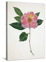 Pressed Camellia I-Annie Warren-Stretched Canvas