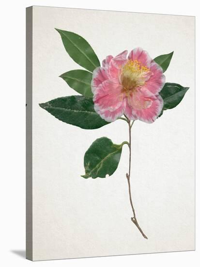 Pressed Camellia I-Annie Warren-Stretched Canvas