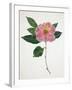 Pressed Camellia I-Annie Warren-Framed Art Print