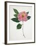 Pressed Camellia I-Annie Warren-Framed Art Print