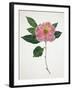 Pressed Camellia I-Annie Warren-Framed Art Print