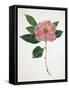 Pressed Camellia I-Annie Warren-Framed Stretched Canvas