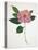 Pressed Camellia I-Annie Warren-Stretched Canvas