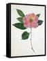 Pressed Camellia I-Annie Warren-Framed Stretched Canvas