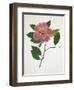 Pressed Camellia II-Annie Warren-Framed Art Print