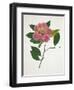 Pressed Camellia II-Annie Warren-Framed Art Print