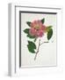 Pressed Camellia II-Annie Warren-Framed Art Print