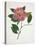 Pressed Camellia II-Annie Warren-Stretched Canvas
