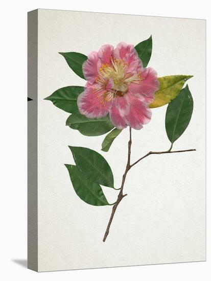 Pressed Camellia II-Annie Warren-Stretched Canvas