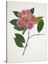 Pressed Camellia II-Annie Warren-Stretched Canvas