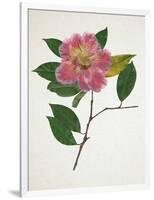 Pressed Camellia II-Annie Warren-Framed Art Print