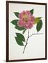 Pressed Camellia II-Annie Warren-Framed Art Print