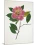 Pressed Camellia II-Annie Warren-Mounted Art Print