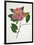 Pressed Camellia II-Annie Warren-Framed Art Print