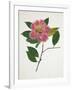 Pressed Camellia II-Annie Warren-Framed Art Print