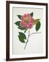 Pressed Camellia II-Annie Warren-Framed Art Print