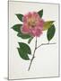 Pressed Camellia II-Annie Warren-Mounted Art Print