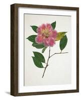 Pressed Camellia II-Annie Warren-Framed Art Print