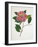 Pressed Camellia II-Annie Warren-Framed Art Print