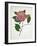 Pressed Camellia II-Annie Warren-Framed Art Print