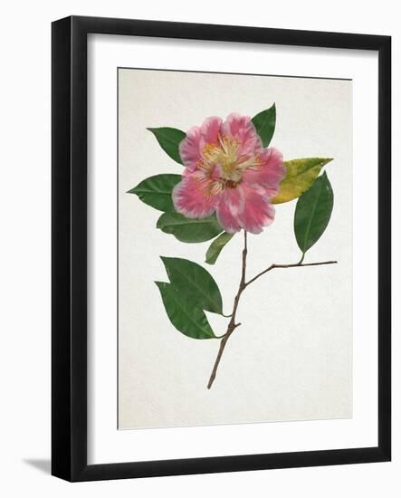 Pressed Camellia II-Annie Warren-Framed Art Print