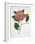 Pressed Camellia II-Annie Warren-Framed Art Print