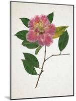 Pressed Camellia II-Annie Warren-Mounted Art Print