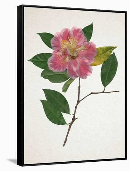 Pressed Camellia II-Annie Warren-Framed Stretched Canvas