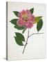 Pressed Camellia II-Annie Warren-Stretched Canvas