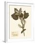 Pressed Flower Study I-Vision Studio-Framed Art Print