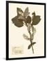 Pressed Flower Study I-Vision Studio-Framed Art Print