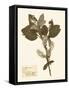 Pressed Flower Study I-Vision Studio-Framed Stretched Canvas