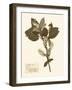 Pressed Flower Study I-Vision Studio-Framed Art Print