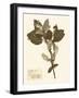 Pressed Flower Study I-Vision Studio-Framed Art Print