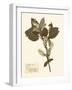 Pressed Flower Study I-Vision Studio-Framed Art Print