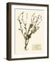 Pressed Flower Study II-Vision Studio-Framed Art Print