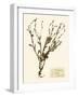 Pressed Flower Study II-Vision Studio-Framed Art Print