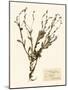 Pressed Flower Study II-Vision Studio-Mounted Art Print