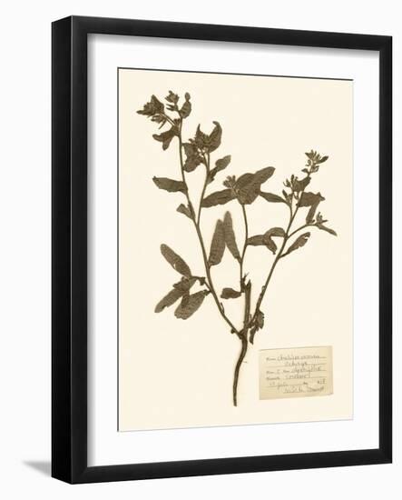 Pressed Flower Study III-Vision Studio-Framed Art Print