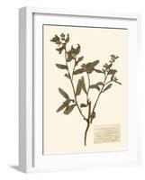 Pressed Flower Study III-Vision Studio-Framed Art Print