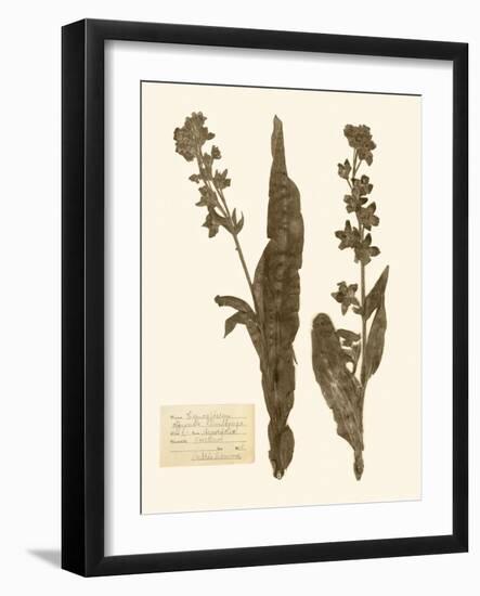 Pressed Flower Study IV-Vision Studio-Framed Art Print