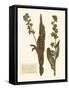 Pressed Flower Study IV-Vision Studio-Framed Stretched Canvas