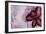 Pressed Flowers I-Patricia Pinto-Framed Art Print